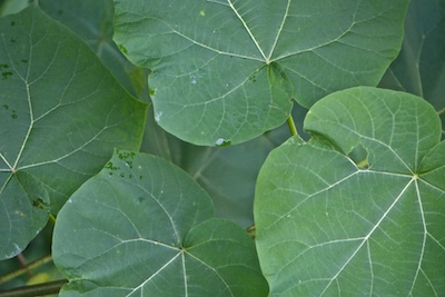 leaves
