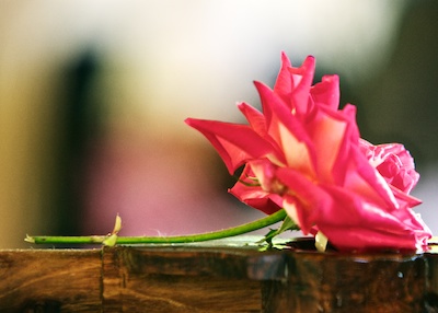 rose