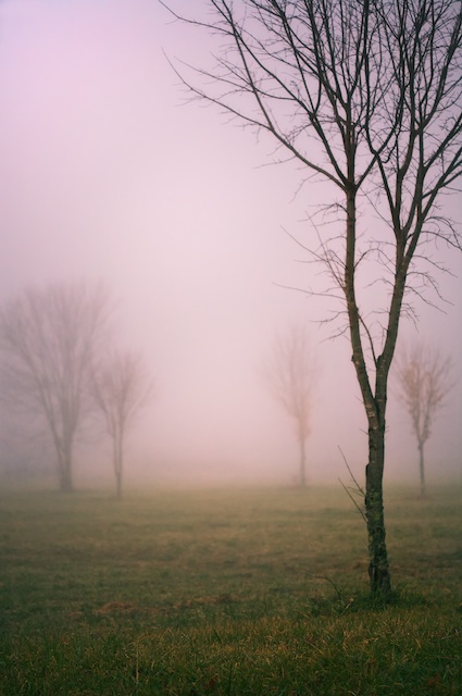 TREE TREE