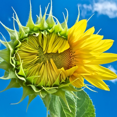sunflower sunflower