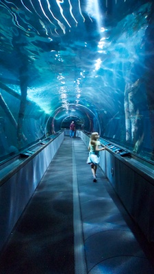 aquarium