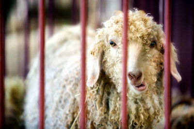 sheep