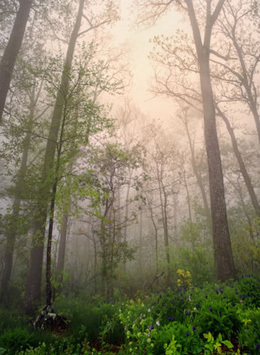 trees