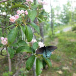 AT2CourseInfo_Butterfly