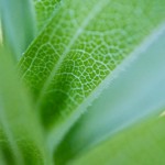 IMG_0661