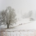 IMG_0897