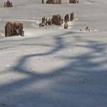 IMG_2901