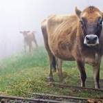IMG_3134