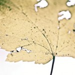 leaf3