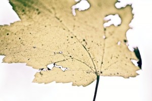 leaf3