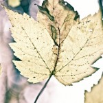 leaf2
