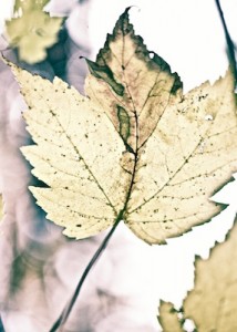leaf2