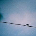 IMG_4509