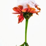 IMG_9056 (1)
