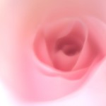 pink rose