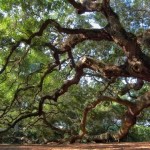 oak tree