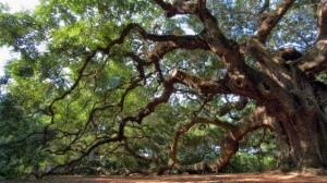oak tree