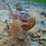 snail