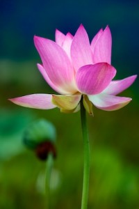 lotus