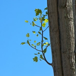 branch