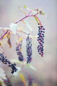 berries