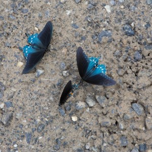 butterflies