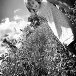 clovers (1)