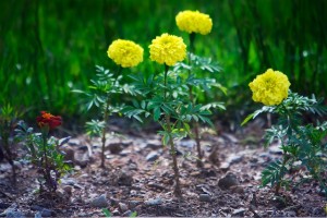 flowers