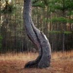 gnarledtrunk