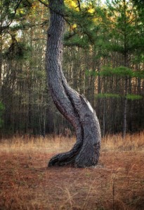gnarledtrunk