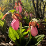 mt-soma-update-2018-04-27-2