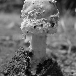 mushroom