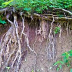 roots