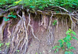 roots