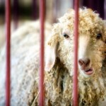 sheep
