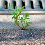 sidewalk sprout