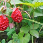 strawberry
