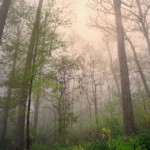 trees