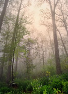 trees